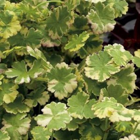 HYDROCOTYLE SIB.VARIEGATA.