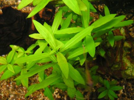 HYGROPHILA POLYSPERMA BOS