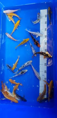 euro koi 12-15cm
