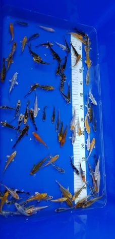 euro koi 7-10 cm