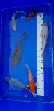 euro koi 25-30 cm