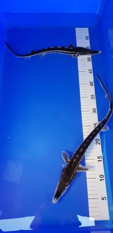 stellatus steur 35-40 cm