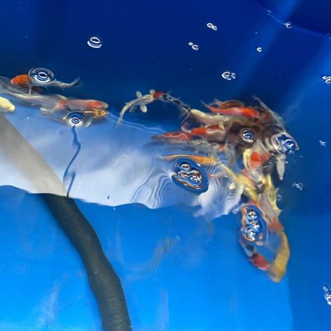 ISRAËL KOI Select 9-12 CM