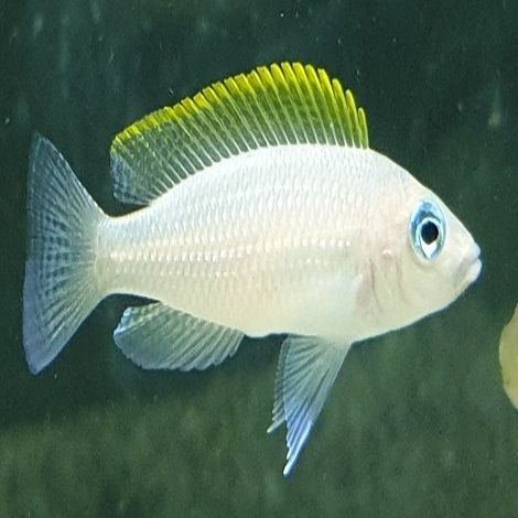 Lamprologus caudopunctatus kapampa