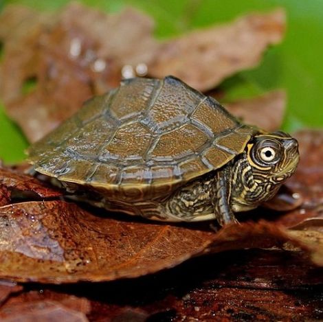Landkaart schildpad