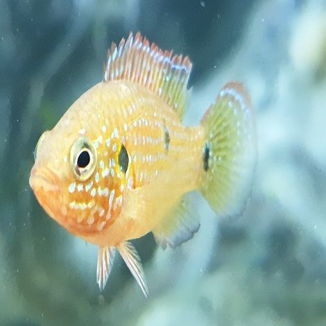 Hemichromis Lifalili