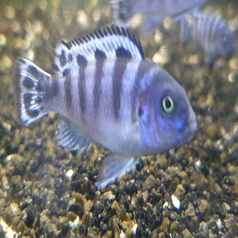 Pseudotropheus Lombardoi