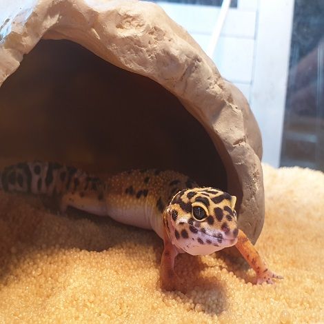 Luipaard gekko