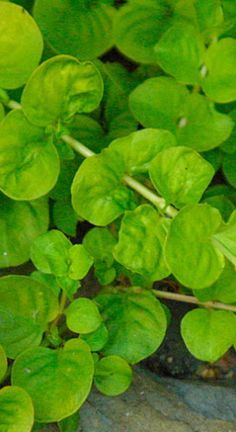 LYSIMACHIA NUMMULARIA AURREA BOS