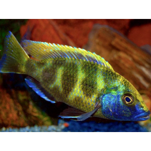 Nimbochromis venustus