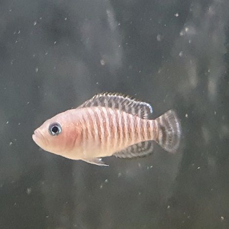 Neolamprologus Multifasciatus