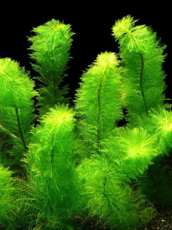 MYRIOPHYLLUM SCABRATUM BOS