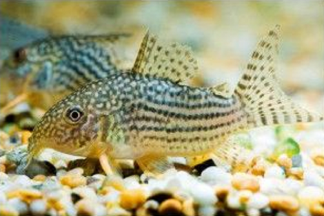 Corydoras Punctatus