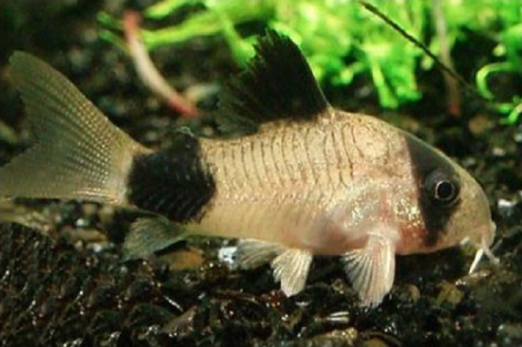 Corydoras Panda