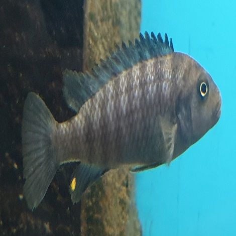 Pseudotropheus Red Top Ndumbi