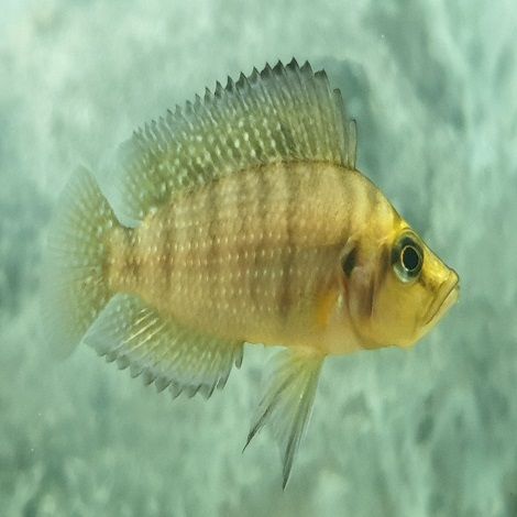 Neolamprologus Ocellatus Gold