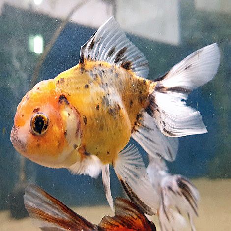 Oranda Leeuwenkop calico