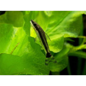 Otocinclus affinis