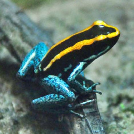 Phyllobates Vittatus