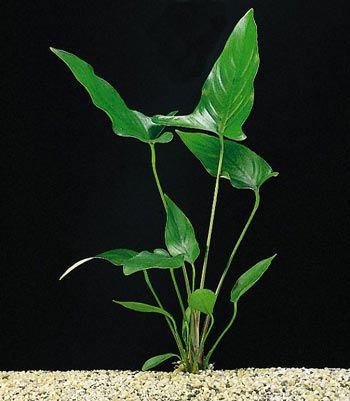 ANUBIAS HASTIFOLIA 5 CM POT