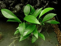 ANUBIAS HETEROPHYLLA 5 CM POT