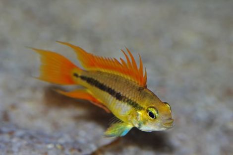 Apistogramma Cacatuoides orange