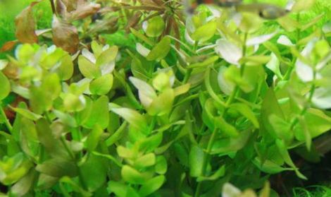 BACOPA AMPLEXICAULIS 5 CM POT