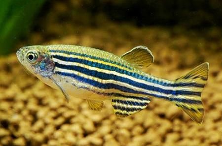 Zebra danio