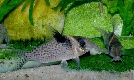 Corydoras Agassizi