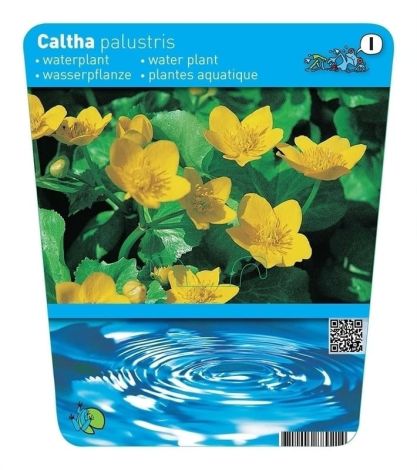 CALTHA PALUSTRIS