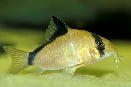 Corydoras metae