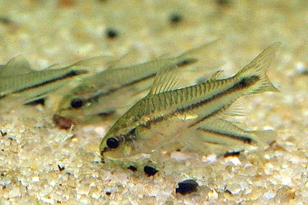 Corydoras pygmeus