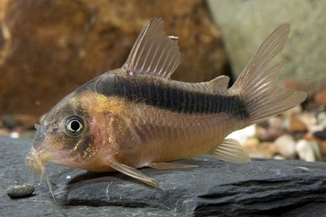 Corydoras Rabauti