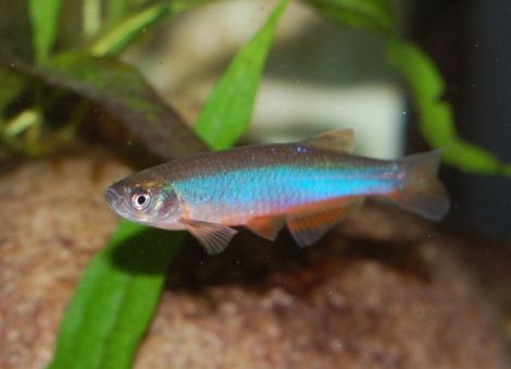 Blauwe danio