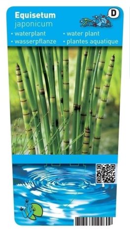 EQUISETUM JAPONICA