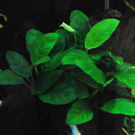 ANUBIAS BARTERI VAR.NANA 9 CM POT