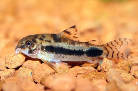 Corydoras habrosus