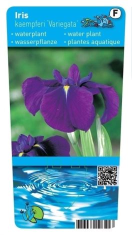 Iris kaempferi (18x18)