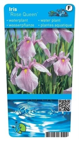Iris laevigata Rose Queen (18x18)