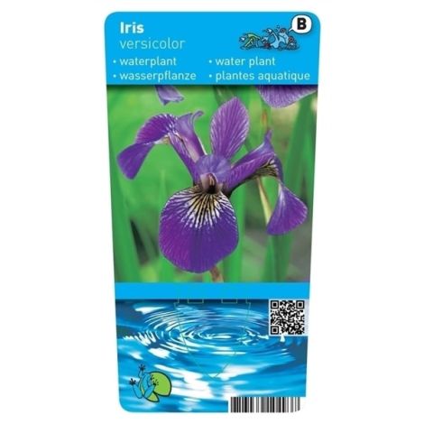 Iris versicolor (18x18)