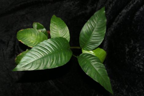 ANUBIAS HETEROPHYLLA 9 CM POT