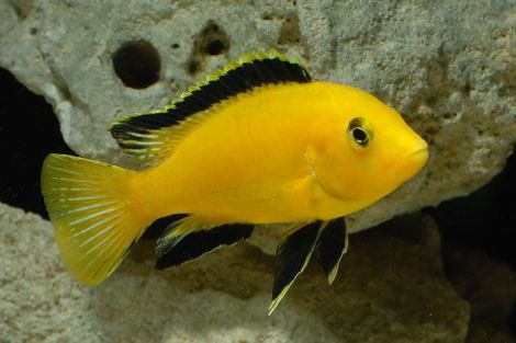 Labidochromis Caeruleus Yellow