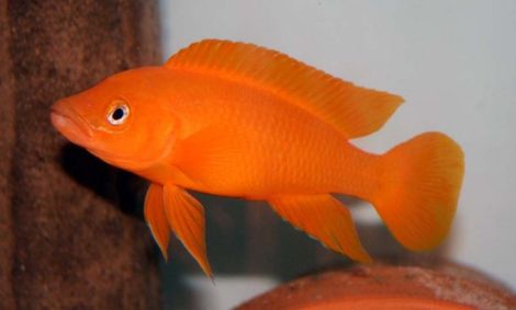 Neolamprologus leleupi orange