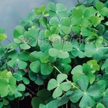 MARSILEA QUADRIFOLI