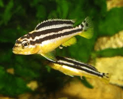 Melanochromis auratus