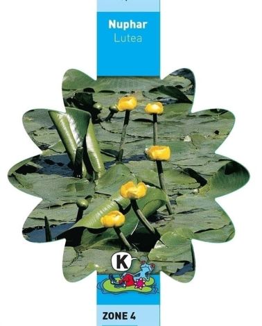 NUPHAR LUTEA