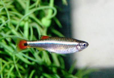 Chinese danio