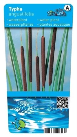 TYPHA ANGUSTIFOLIA