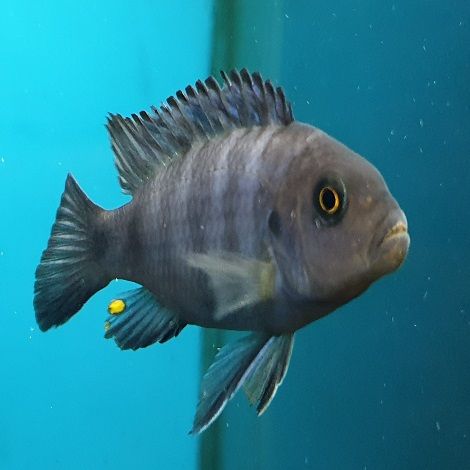 Cynotilapia Pulpican