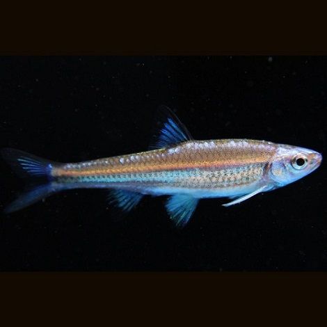 Rainbow shiner